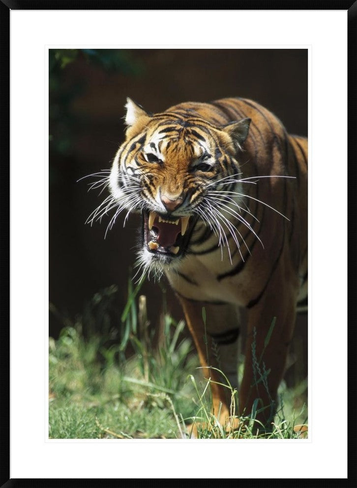 "Bengal Tiger snarling, native to India" Framed Print by San Diego Zoo, 28"x38"