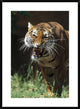 "Bengal Tiger snarling, native to India" Framed Print by San Diego Zoo, 28"x38"