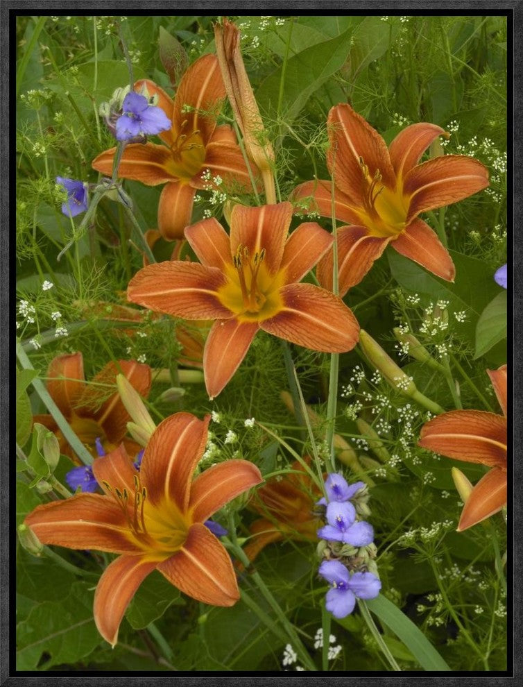 Orange Daylily With Virginia Spiderwort North America, 12"x16"