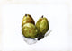Charles Demuth Three Pears, 18"x27" Wall Decal