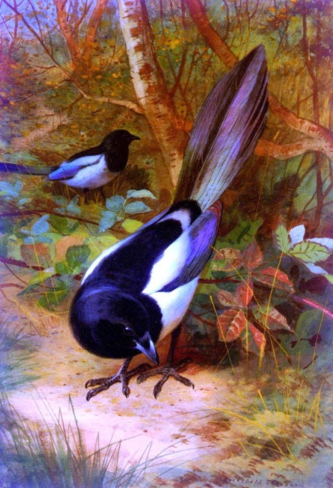 Archibald Thorburn Magpies, 18"x27" Wall Decal