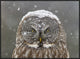 "Great Grey Owl Winter Portrait" Framed Canvas Giclee by Mircea Costina, 33x25"