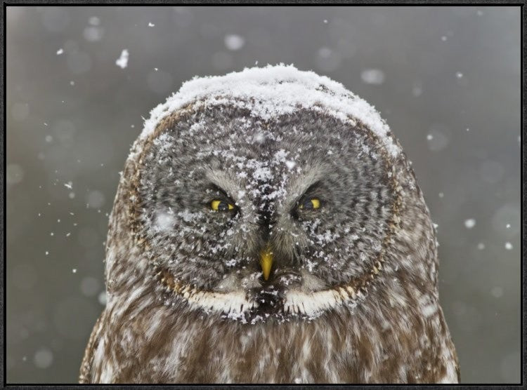 "Great Grey Owl Winter Portrait" Framed Canvas Giclee by Mircea Costina, 33x25"