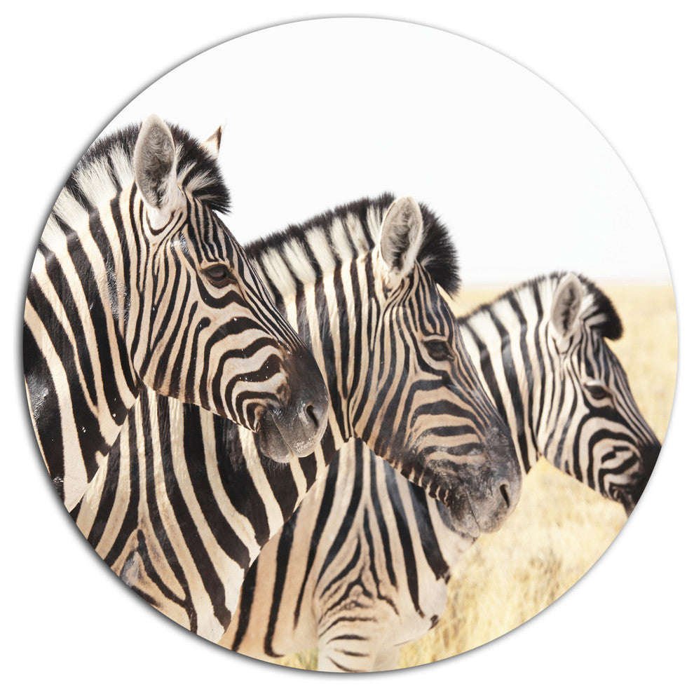 Zebras In A Row In Grassland, African Disc Metal Wall Art, 36"