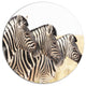 Zebras In A Row In Grassland, African Disc Metal Wall Art, 36"