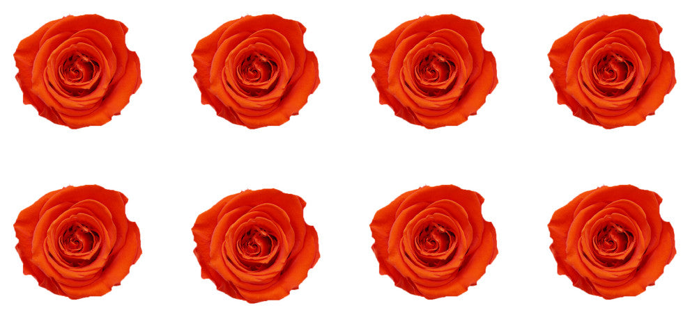 Regular Preserved Roses, Set of 8, Orange Flame