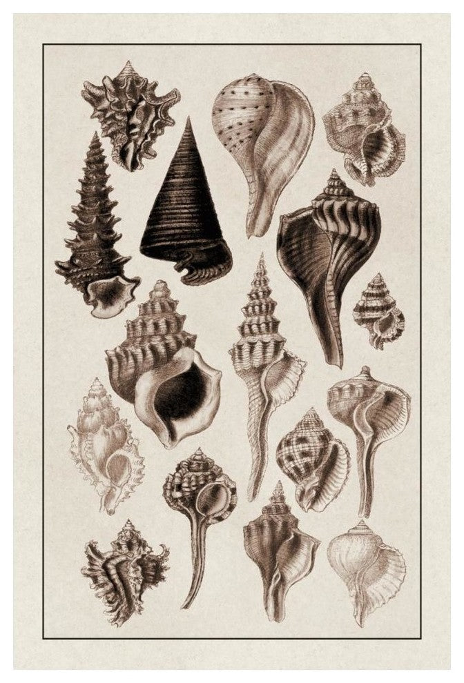 "Shells: Trachelipoda #4 (Sepia)" Digital Paper Print by G.B. Sowerby, 34"x50"