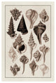 "Shells: Trachelipoda #4 (Sepia)" Digital Paper Print by G.B. Sowerby, 34"x50"
