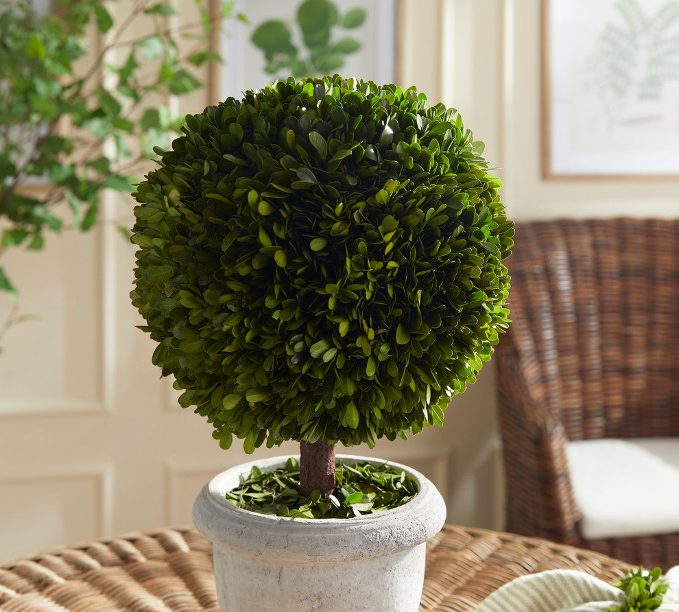 Lifestyle shot: close-up of topiary in pot in indoor setting; real environment.