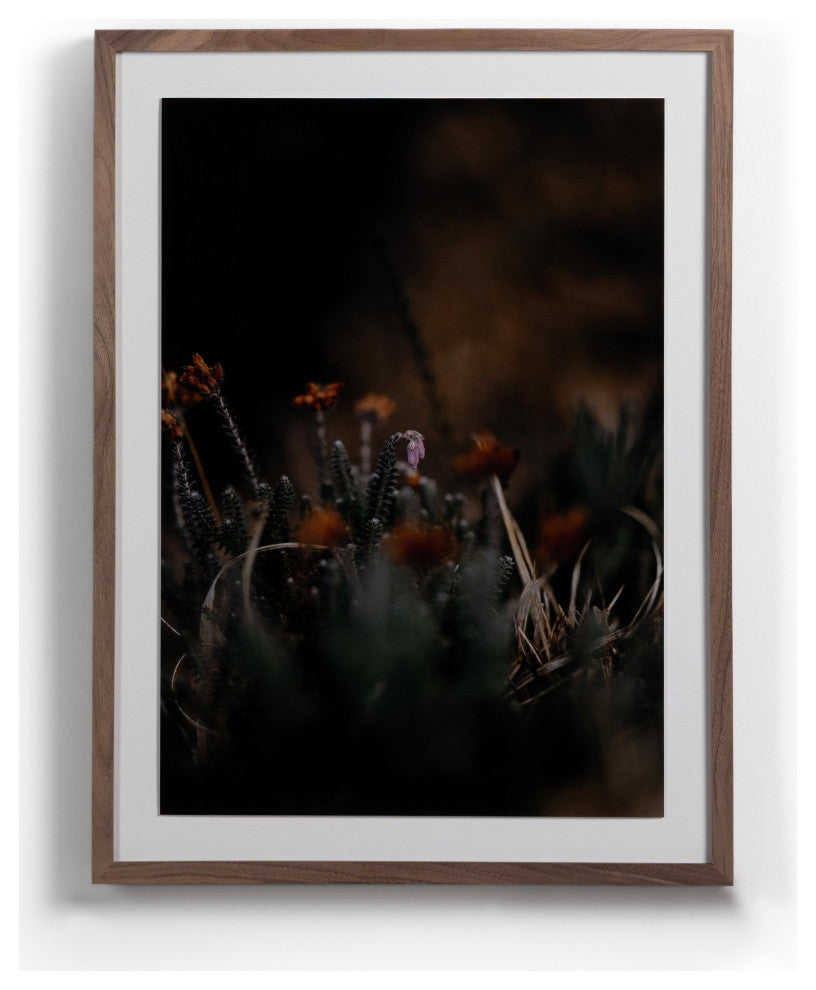 First Bloom By Annie Spratt