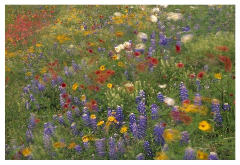 "Wildflowers blowing in the wind, Hill Country, Texas" Paper Art, 62"x42"