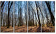 Dark Trees in Forest at Sunrise, Forest Canvas Art Print, 48"x28", 4 Panels