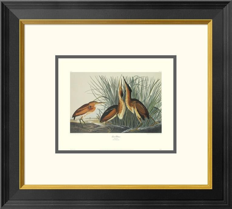 "Least Bittern (decorative border)"  by John James Audubon, 20x18"