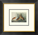 "Least Bittern (decorative border)"  by John James Audubon, 20x18"