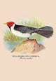 Yellow - Billed Cardinal - Canvas Poster 20" x 30"