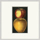 Fruit Study 1, Giclee Reproduction Artwork
