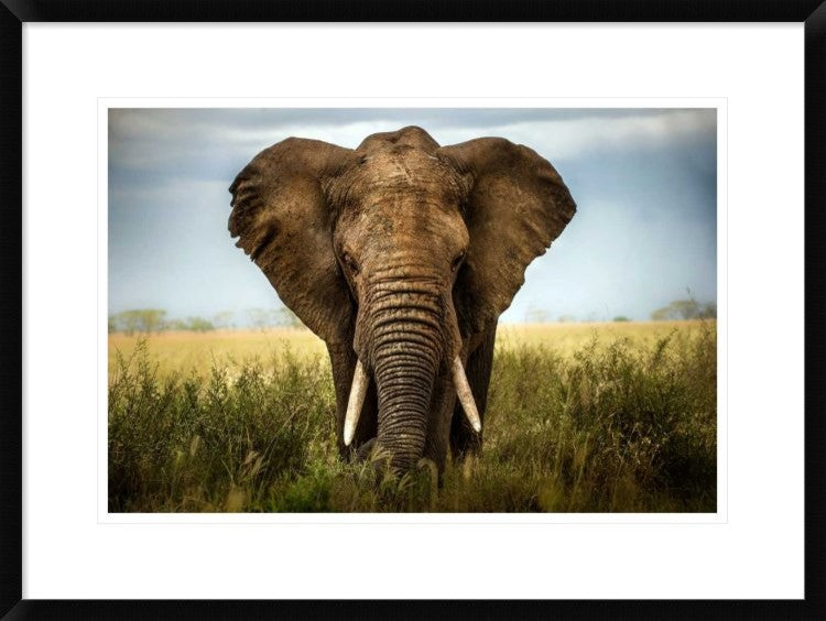 "Encounters In Serengeti" Framed Digital Print by Alberto Ghizzi Panizza, 30x22"