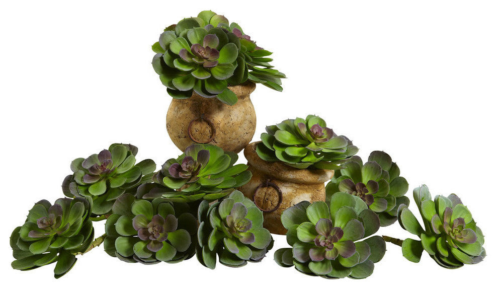 6" Echeveria Succulent, Set of 12, Green and Burgundy