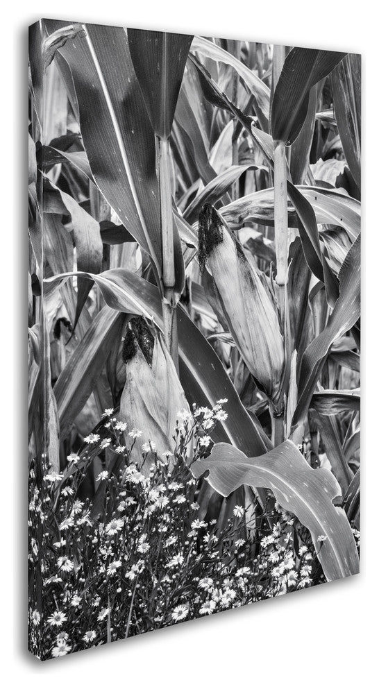 Jason Shaffer 'Corn Field 2' Canvas Art, 30x47