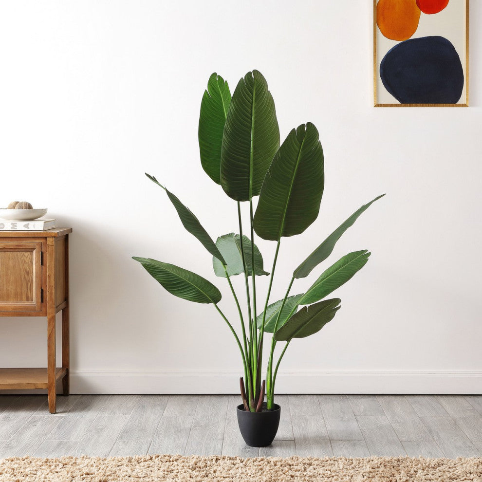 Lifestyle image showing the plant in a real room environment with full plant visible.