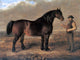 Gourlay Steell A Prize Clydesdale Mare, 21"x28" Wall Decal