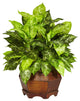 Variegated Dieffenbachia With Large Hexagon Silk Plant