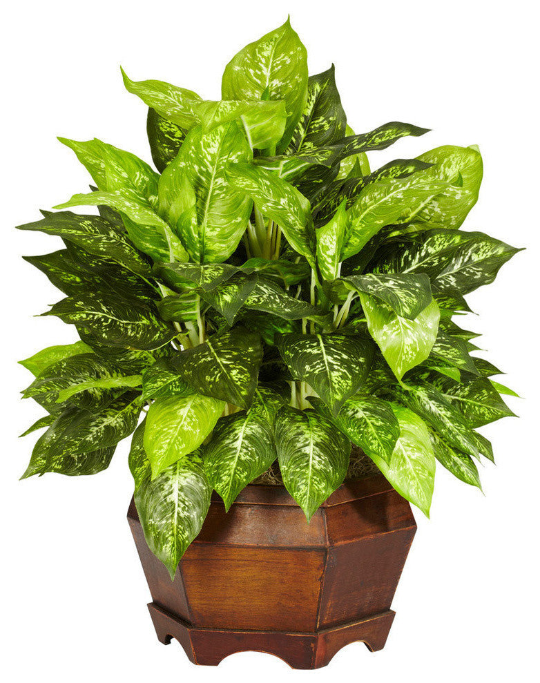 Variegated Dieffenbachia With Large Hexagon Silk Plant