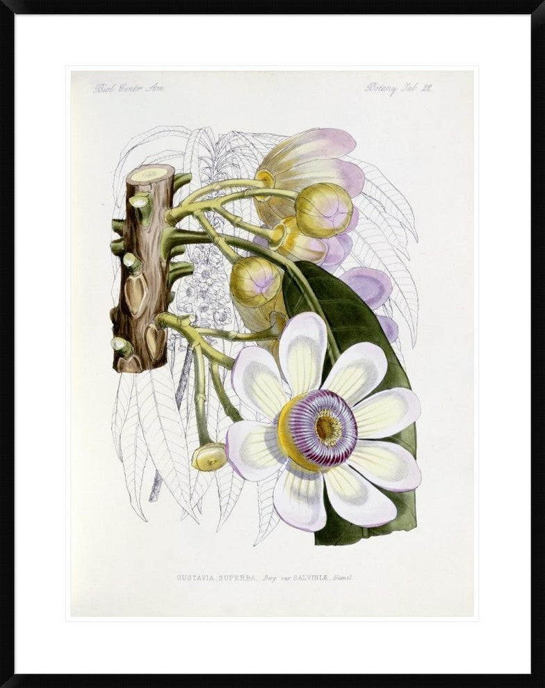 "Membrillo" Framed Digital Print by J. G. Keulemans, 30x38"