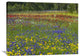 "Annual Coreopsis Texas Bluebonnet And Drummond's Phlox" Artwork, 40" x 30"