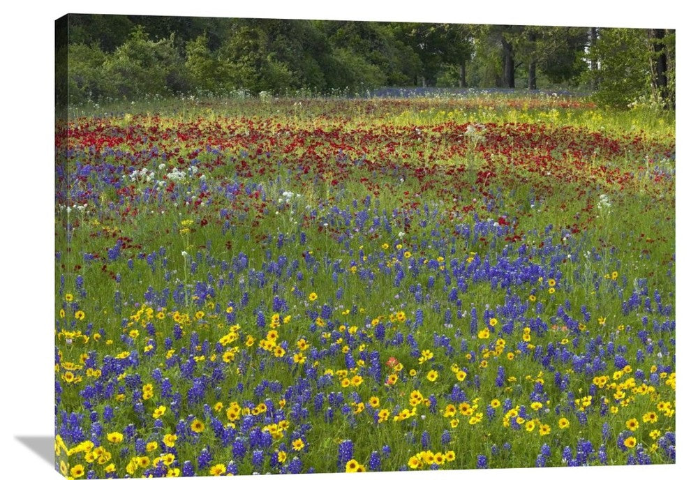 "Annual Coreopsis Texas Bluebonnet And Drummond's Phlox" Artwork, 40" x 30"