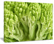 "Fresh Green Romanesco Florets" Floral Canvas Photo Print, 40"x30"