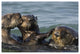 "Sea Otter male chasing mother with pup, Monterey Bay" Paper Art, 62"x42"