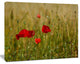 Red Poppy Flower Field Background, Large Flower Canvas Wall Art, 60"x28"