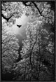 "Flight" Framed Canvas Giclee by Goran Stamenkovic, 13x19"