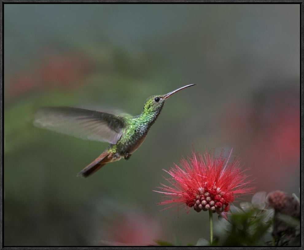 Rufous-Tailed Hummingbird At Fairy Duster Flower, Costa Rica, 28"x22"