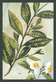 Tea Plant #2- Gallery Wrapped Canvas Art 28" x 42"