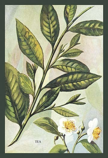 Tea Plant #2- Gallery Wrapped Canvas Art 28" x 42"