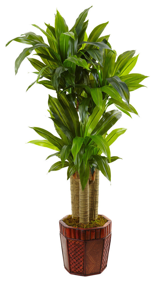 54"H Cornstalk Dracaena, Wooden Planter
