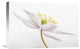 "Nemorosa" Stretched Canvas Giclee by Mandy Disher, 22x15"