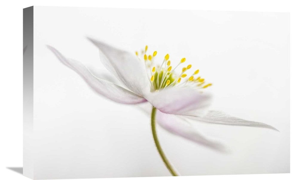 "Nemorosa" Stretched Canvas Giclee by Mandy Disher, 22x15"