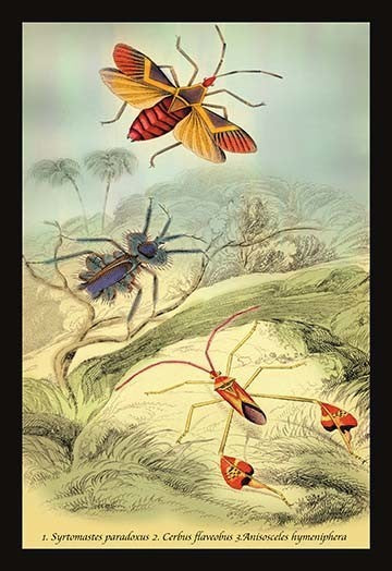 Insects: Syrtomastes Paradoxus, Cerbus Flaveobus, Et Al.