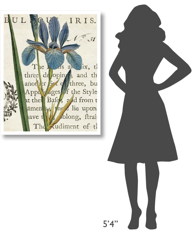 "Iris Letter" Digital Paper Print by Sue Schlabach, 30"x37"