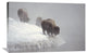 "American Bison Along Snowy Riverbank, Yellowstone Np, Wyoming" Artwork