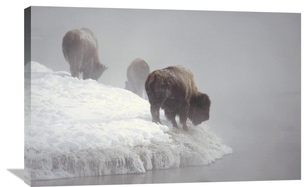 "American Bison Along Snowy Riverbank, Yellowstone Np, Wyoming" Artwork