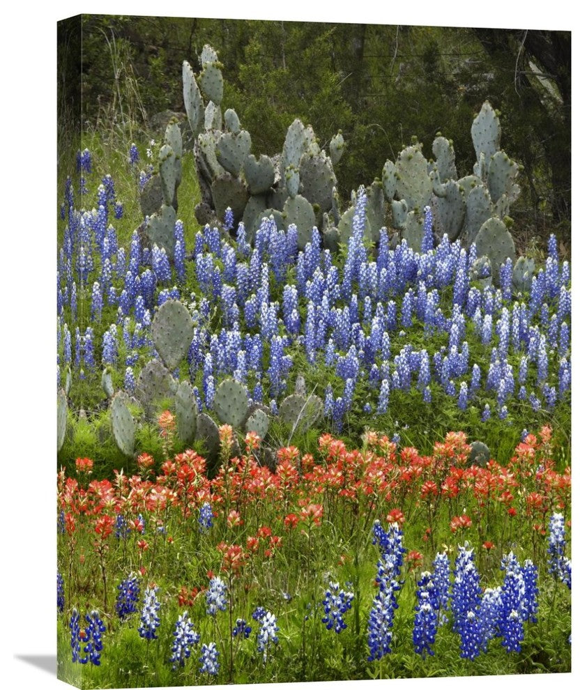 "Bluebonnet And Pricky Pear Cactus, Texas" Artwork, 18" x 24"