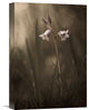 "A Small Flower On The Ground" Stretched Canvas Giclee by Allan Wallberg, 11x16"