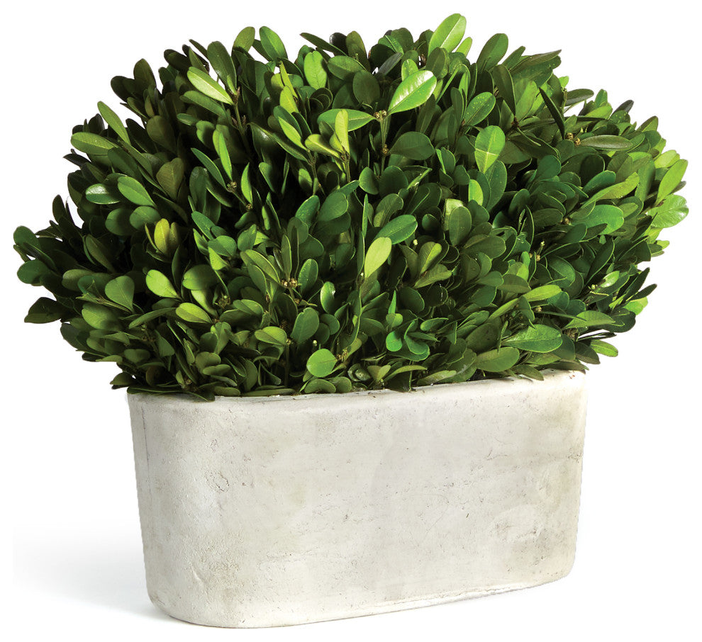 Boxwood Bush In Oval Pot