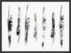Feathers, Giclee Reproduction Artwork