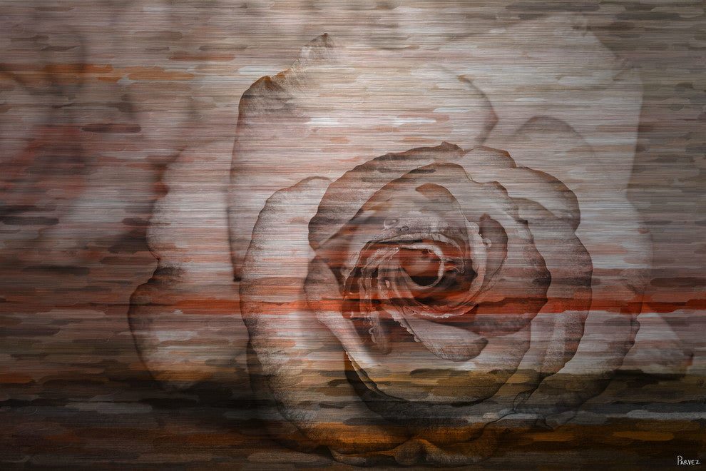 "Sleeping Rose" UV Ink Print on Brushed  Aluminum, 36"x24"