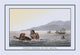 Turtle Fishing in the Water- Fine Art Giclee Print 24" x 36"
